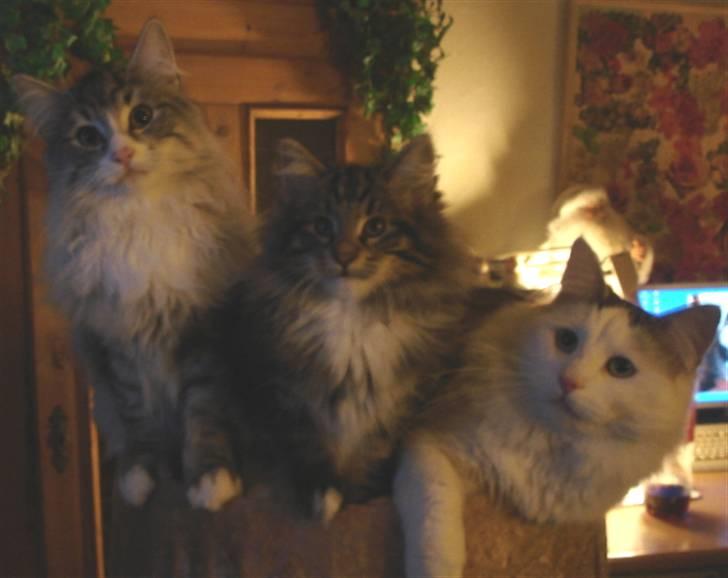 Norsk Skovkat DK H.M Cats Dancing Queen - Waki, mig og Azibo billede 3