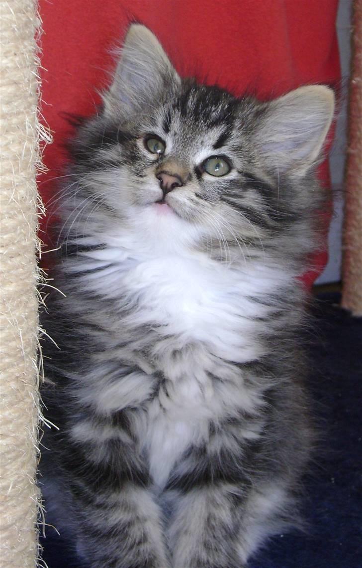 Norsk Skovkat DK H.M Cats Dancing Queen billede 4