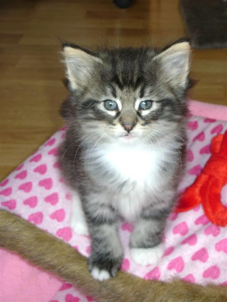 Norsk Skovkat DK H.M Cats Dancing Queen billede 5