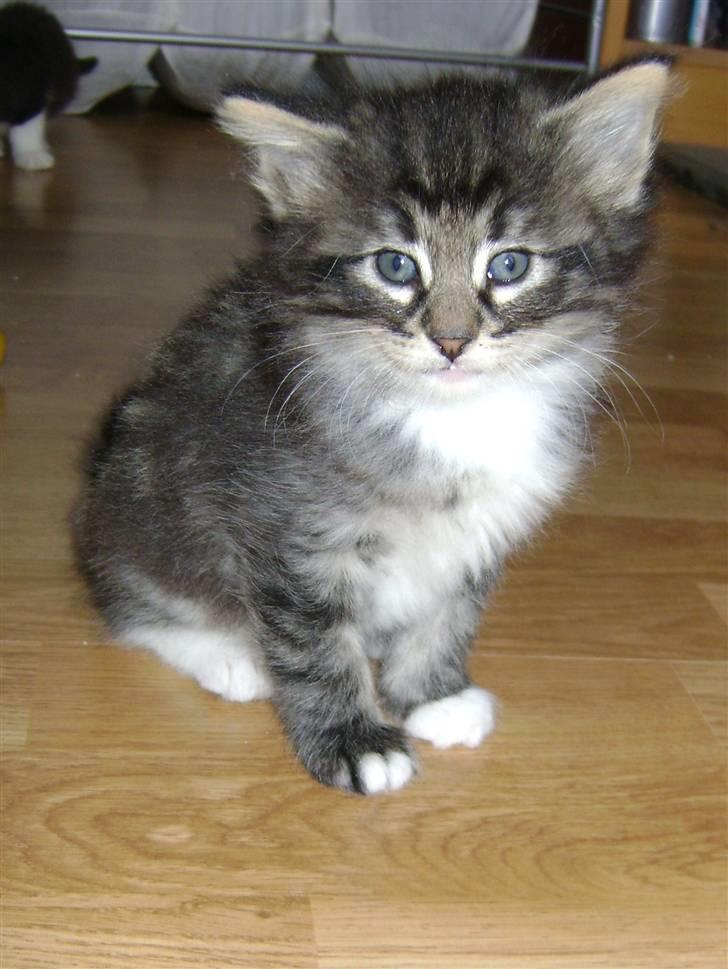 Norsk Skovkat DK H.M Cats Dancing Queen billede 6