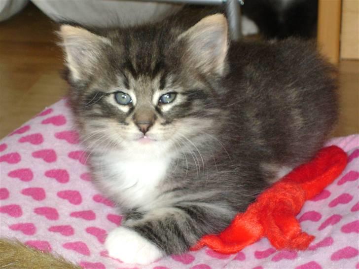 Norsk Skovkat DK H.M Cats Dancing Queen billede 7