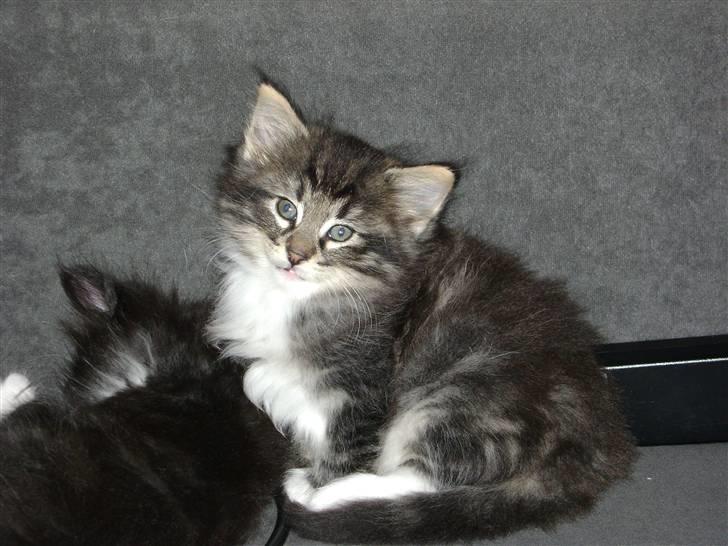 Norsk Skovkat DK H.M Cats Dancing Queen billede 8