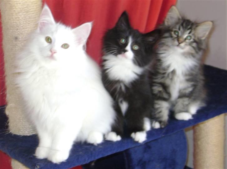 Norsk Skovkat DK H.M Cats Dancing Queen - Moster aske, bror Waterloo og mig billede 9