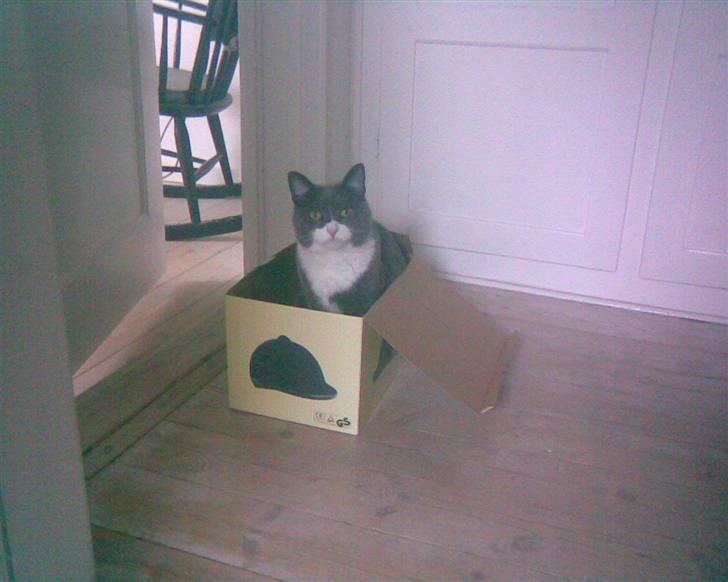 Huskat simba - velkommen til min profil. Jeg hedder Simba billede 1