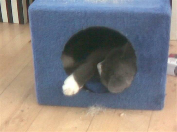 Huskat simba billede 2