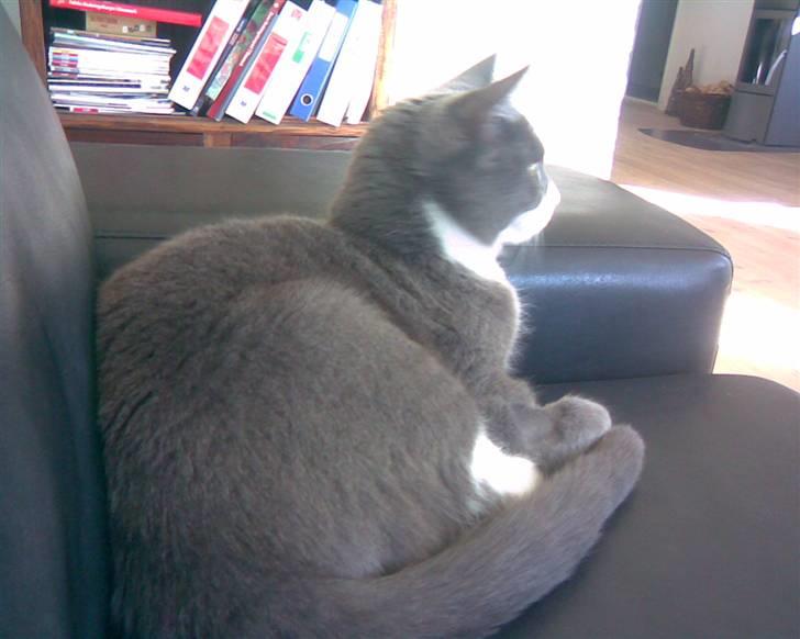 Huskat simba billede 3