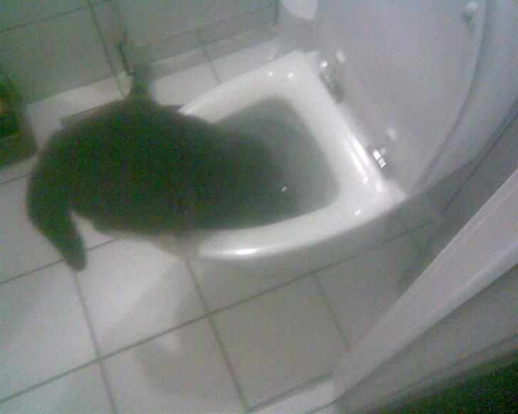 Huskat simba - Ja hvem siger katte ikke kan lide vand billede 4