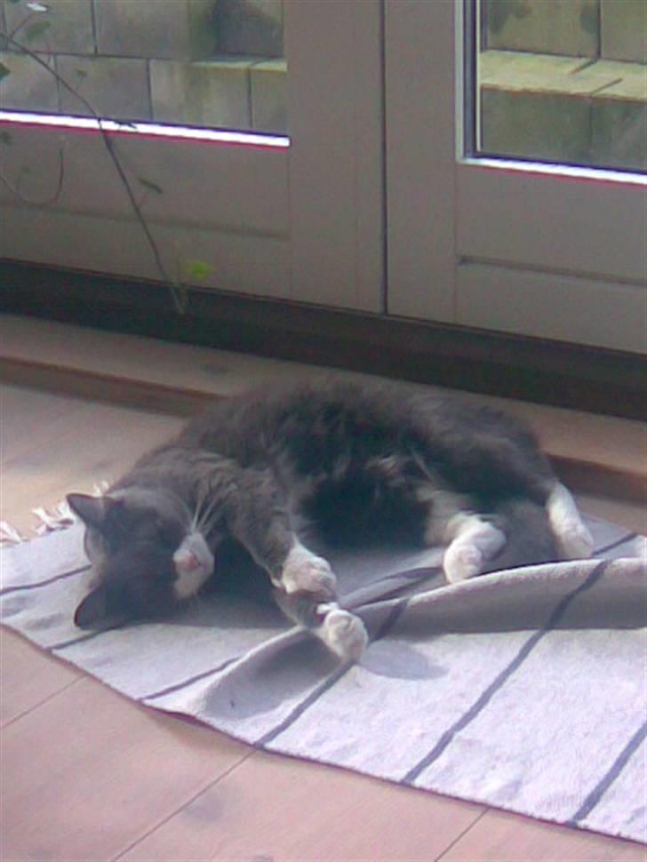 Huskat simba billede 5