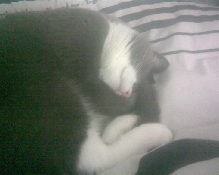 Huskat simba billede 6