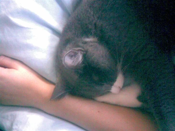 Huskat simba billede 7