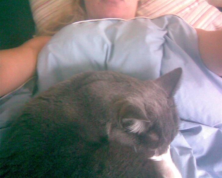 Huskat simba billede 8