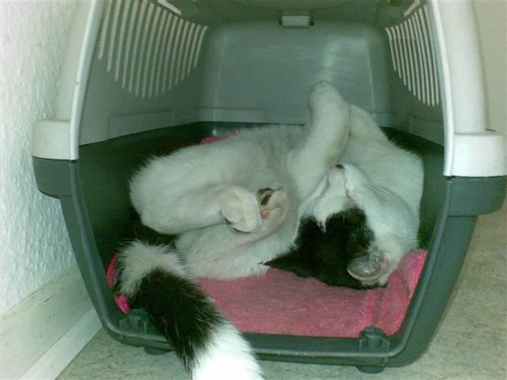 Huskat HAMMES R.I.P love you! billede 13