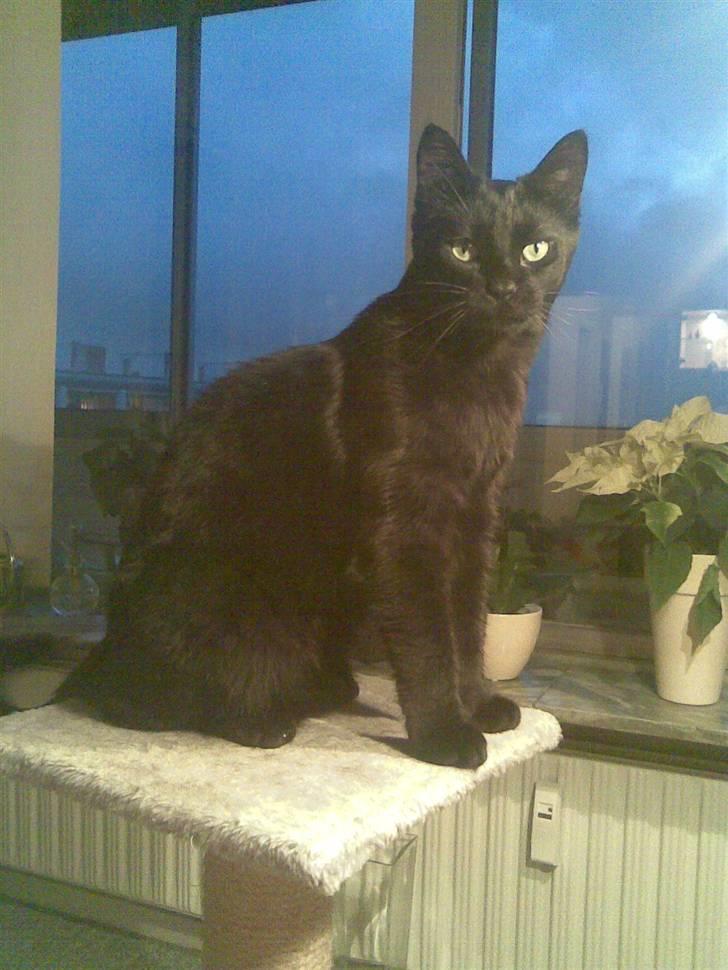 Huskat Bølle - <3 billede 1