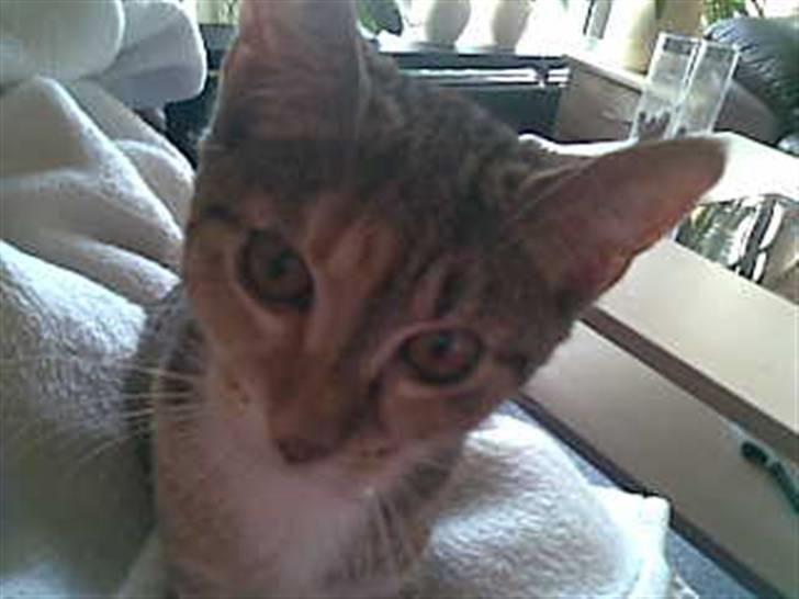 Blanding af racer Tiger *RIP* - Velkommen til Tigers profil. undskyld kvaliteten.. :( ikke alle billeder er lige gode..  billede 1