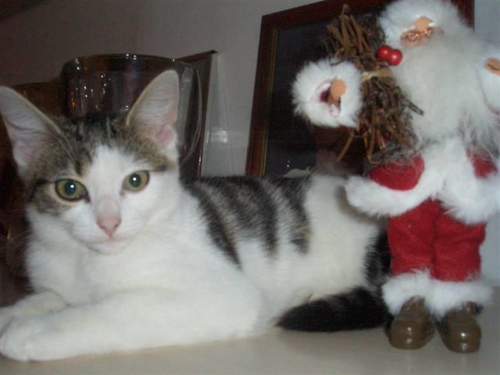 Huskat Betski - Hygge med julemanden. (: billede 1