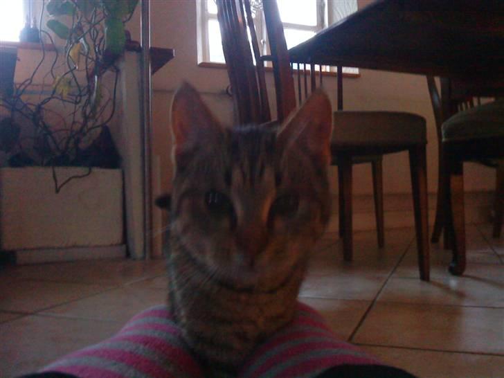 Huskat oliver billede 1