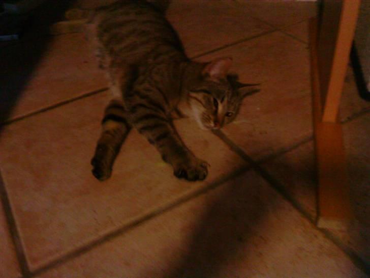 Huskat oliver billede 3