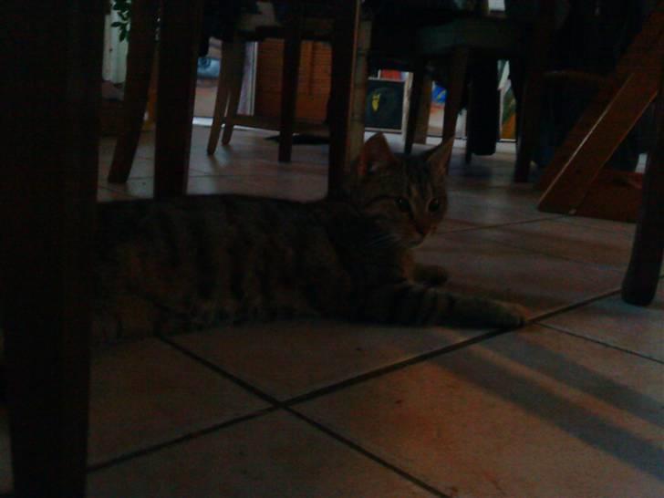 Huskat oliver billede 4