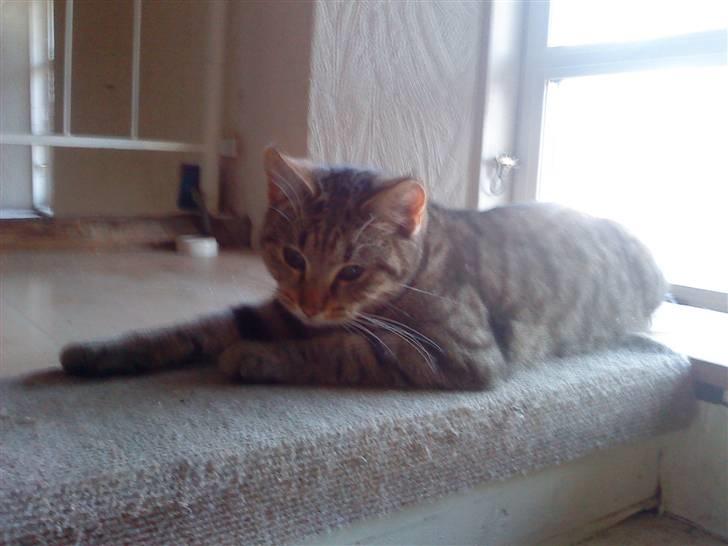 Huskat oliver billede 5