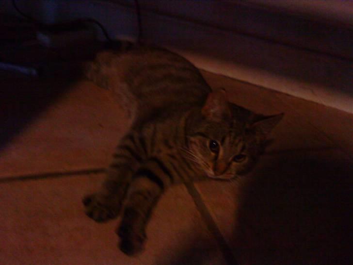 Huskat oliver billede 6