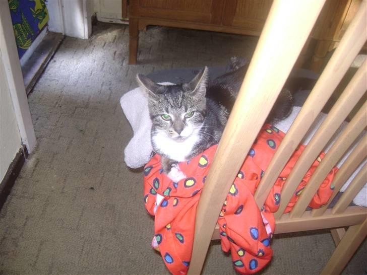 Huskat ingen i nu SOLGT billede 13