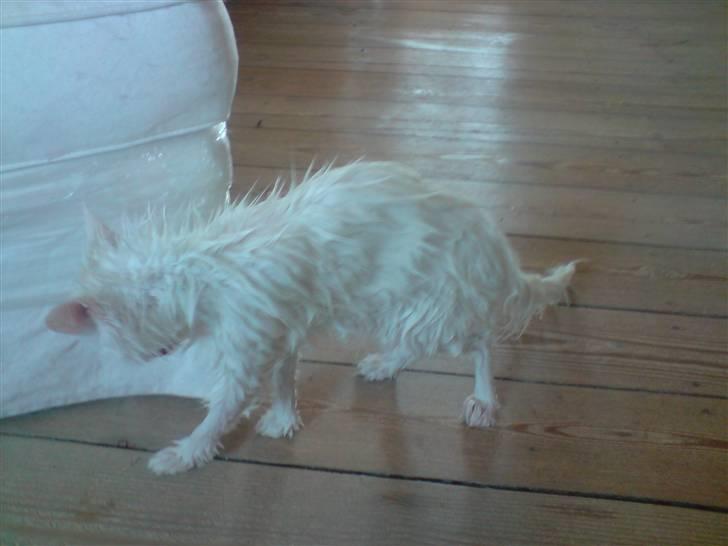 Perser Laura - 2007-2011 billede 8