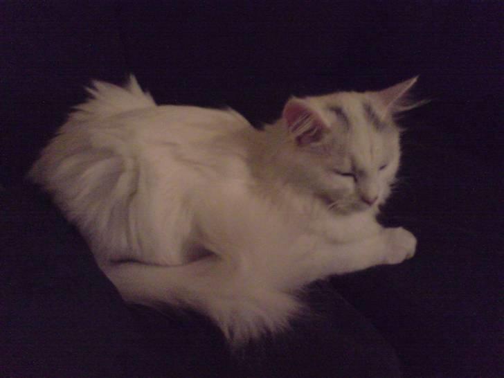 Perser Laura - 2007-2011 billede 9