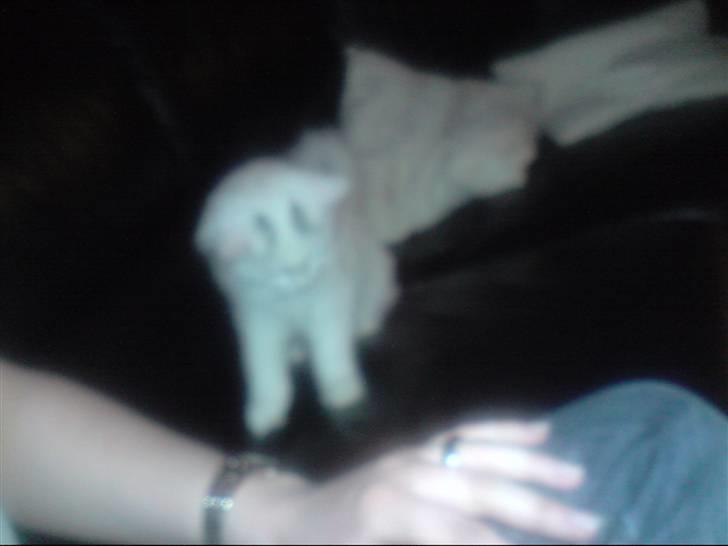 Perser Laura - 2007-2011 billede 10