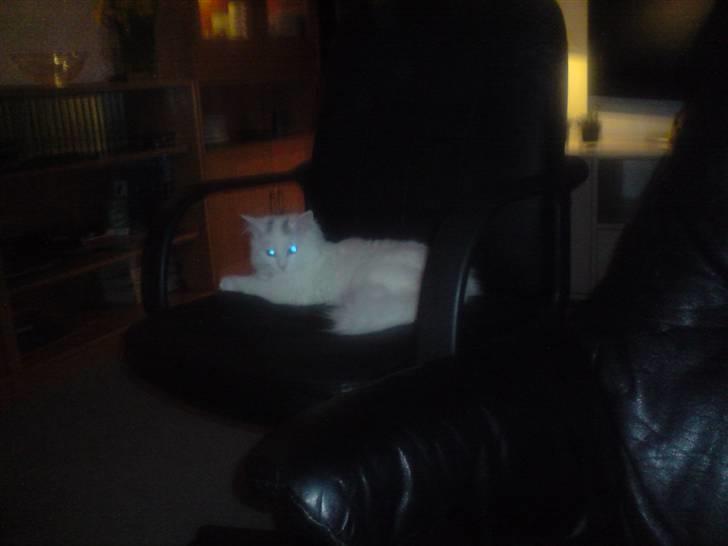 Perser Laura - 2007-2011 billede 11