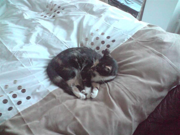 Huskat Tulle billede 12