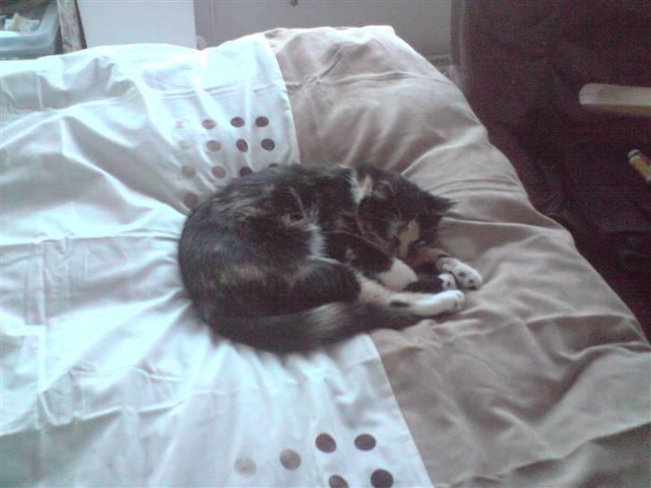 Huskat Tulle billede 13