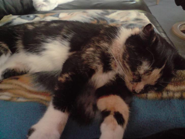 Huskat Tulle billede 14