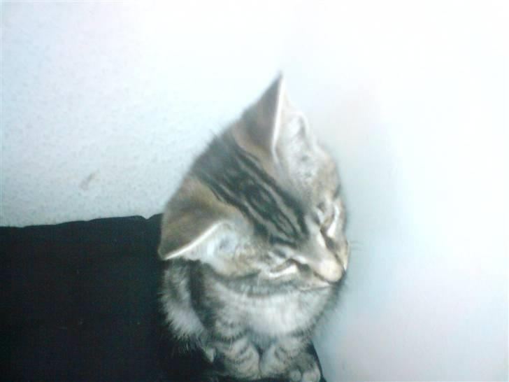 Blanding af racer CILLE - DEN TØZZ billede 2