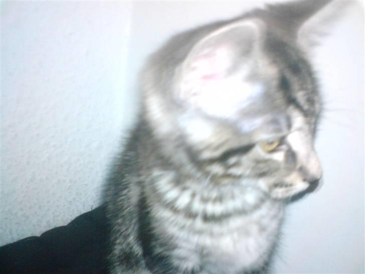 Blanding af racer CILLE - CILLE<333 billede 3