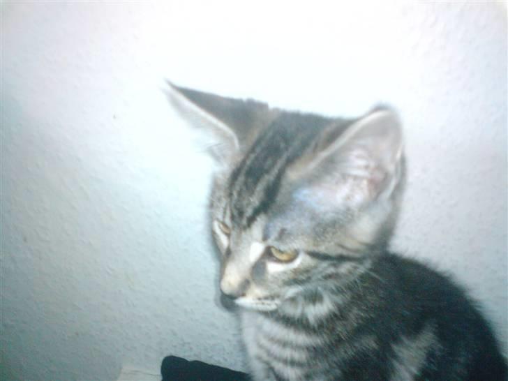 Blanding af racer CILLE - MIN BØLLE CILLE billede 4