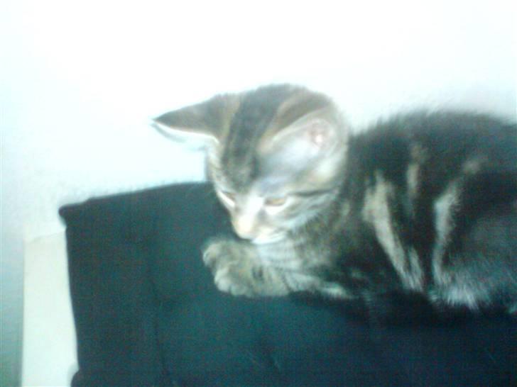 Blanding af racer CILLE - MIIIIIN CILLE billede 5