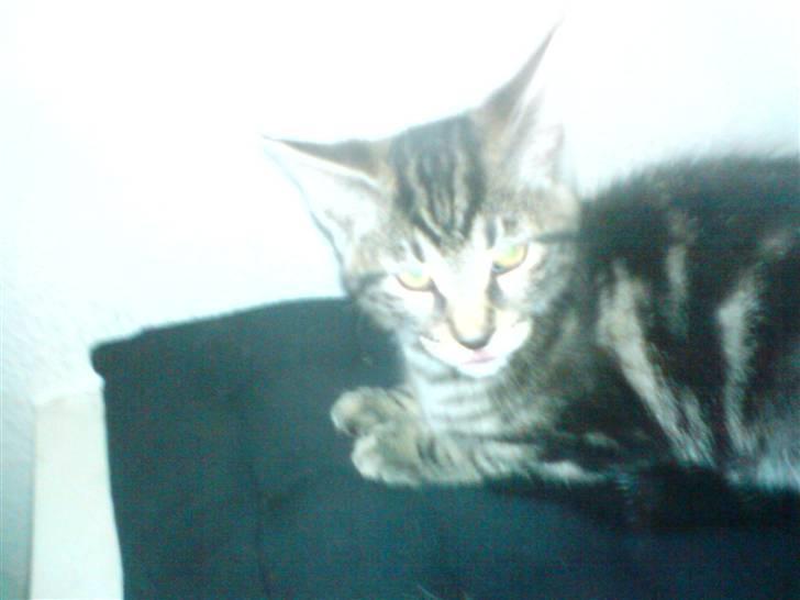 Blanding af racer CILLE - TULLE CILLE billede 6