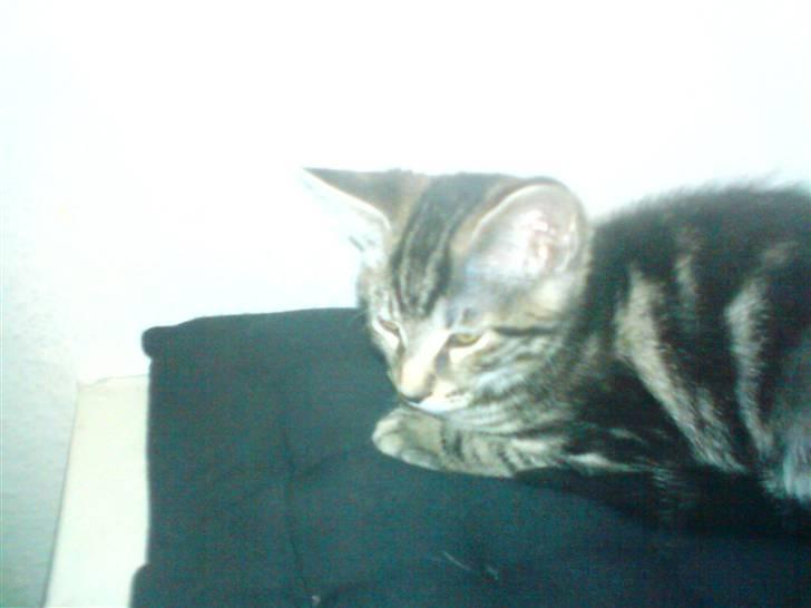 Blanding af racer CILLE - CILLE billede 7