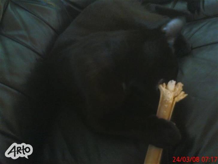 Huskat gizmo.R.I.P billede 1