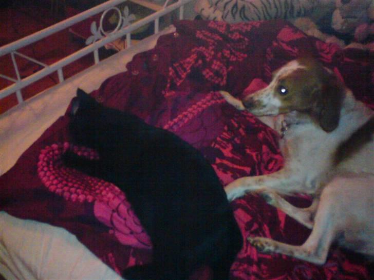 Huskat gizmo.R.I.P billede 2