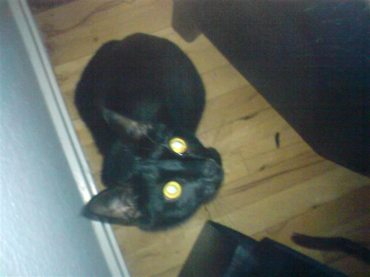 Huskat gizmo.R.I.P billede 3