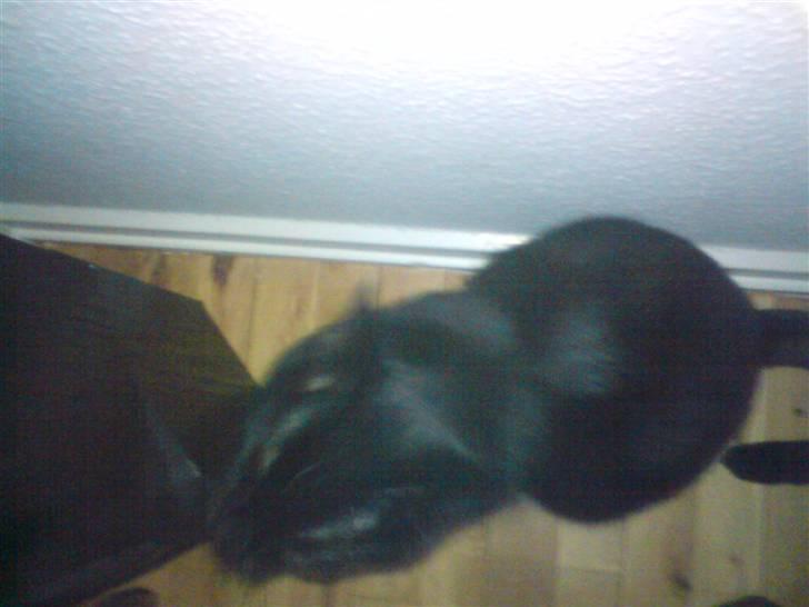 Huskat gizmo.R.I.P billede 4