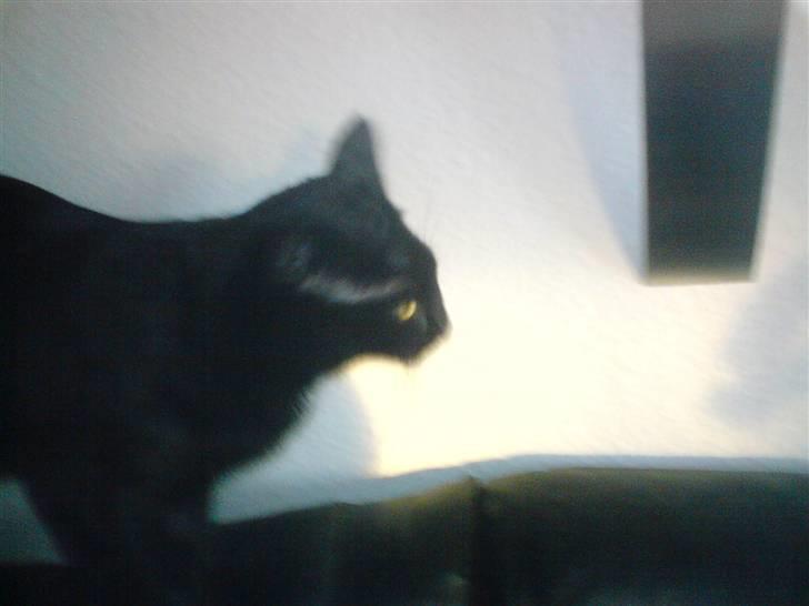 Huskat gizmo.R.I.P billede 5