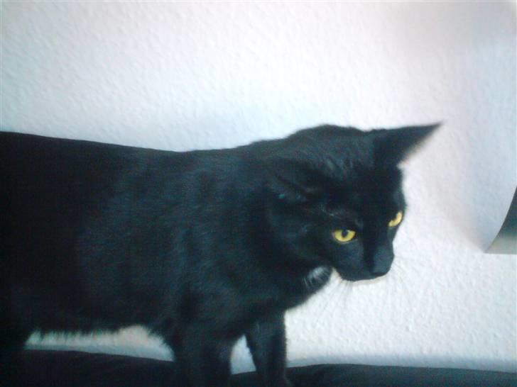 Huskat gizmo.R.I.P billede 6