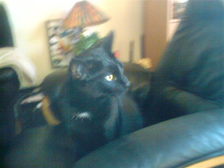 Huskat gizmo.R.I.P billede 7