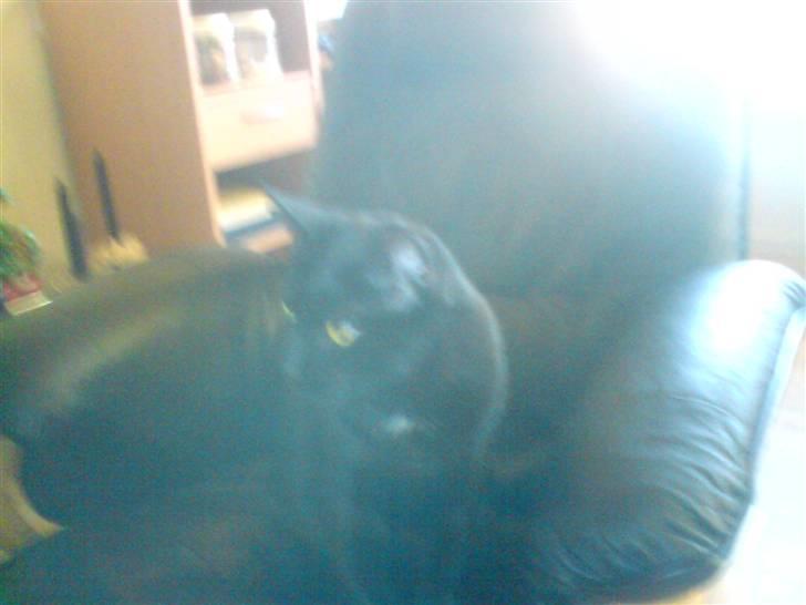 Huskat gizmo.R.I.P billede 8