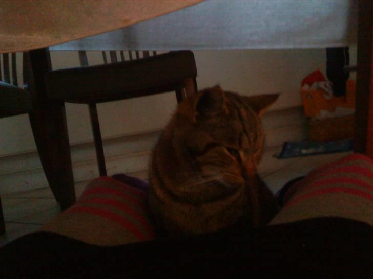 Huskat olivia billede 1