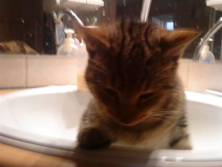 Huskat olivia billede 2