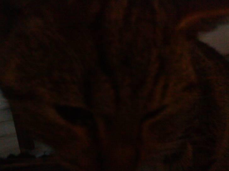 Huskat olivia billede 4