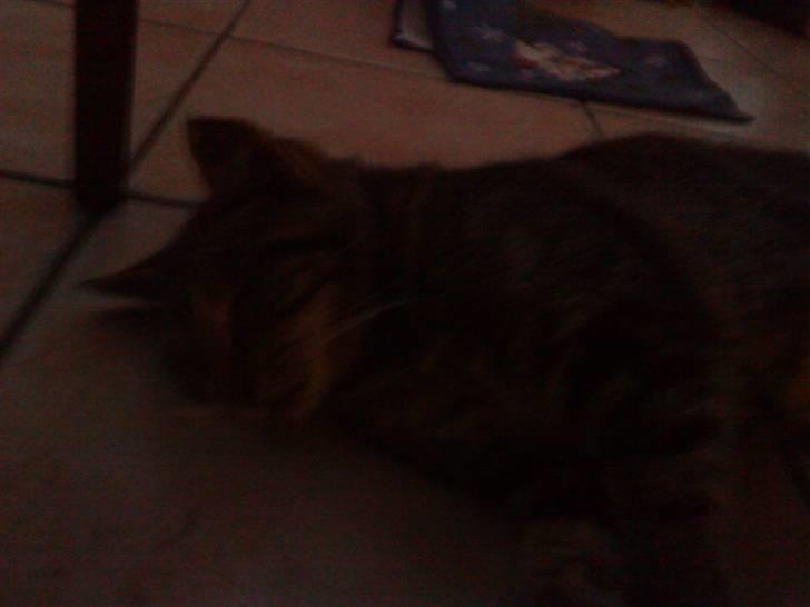 Huskat olivia billede 5